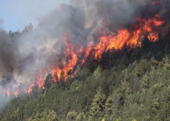 Rinaturalizzazione e miglioramento di superfici forestali: contributi fino a 150.000 euro al fine di aumentarne la resilienza contro gli incendi