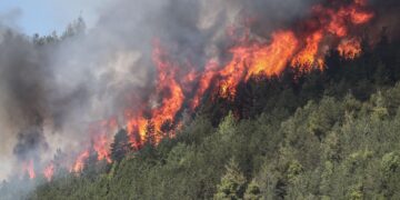 Rinaturalizzazione e miglioramento di superfici forestali: contributi fino a 150.000 euro al fine di aumentarne la resilienza contro gli incendi